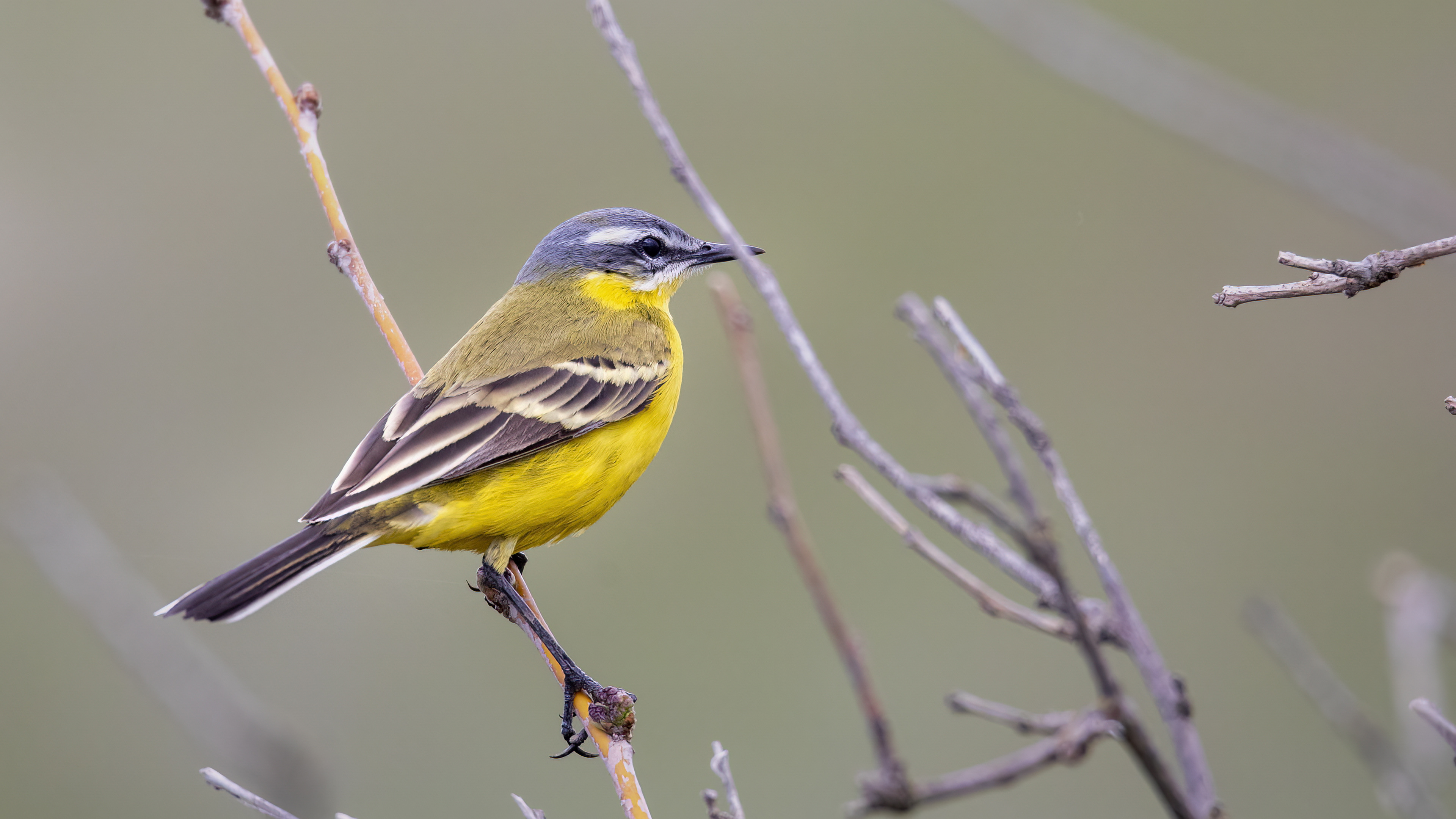 Western Yellow Wagtail